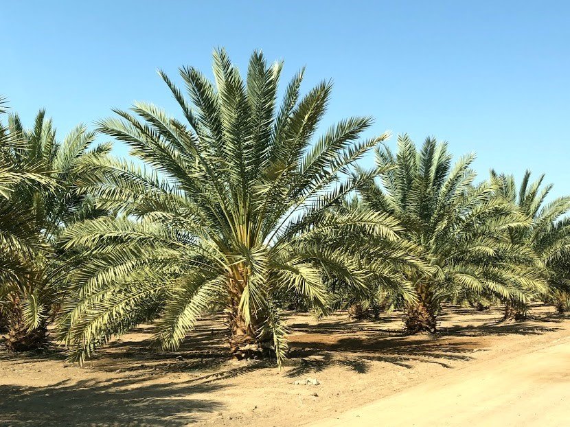 Fekri Sons Farms Date Palm